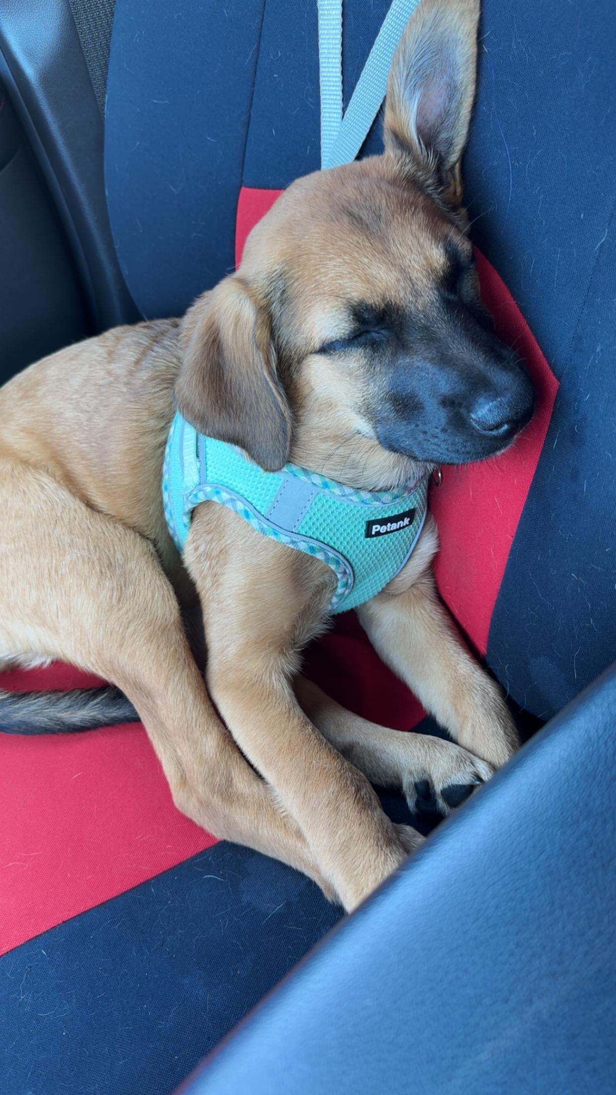 Macchiato, a Adoptable mixed breed in Naperville, IL image 3/6