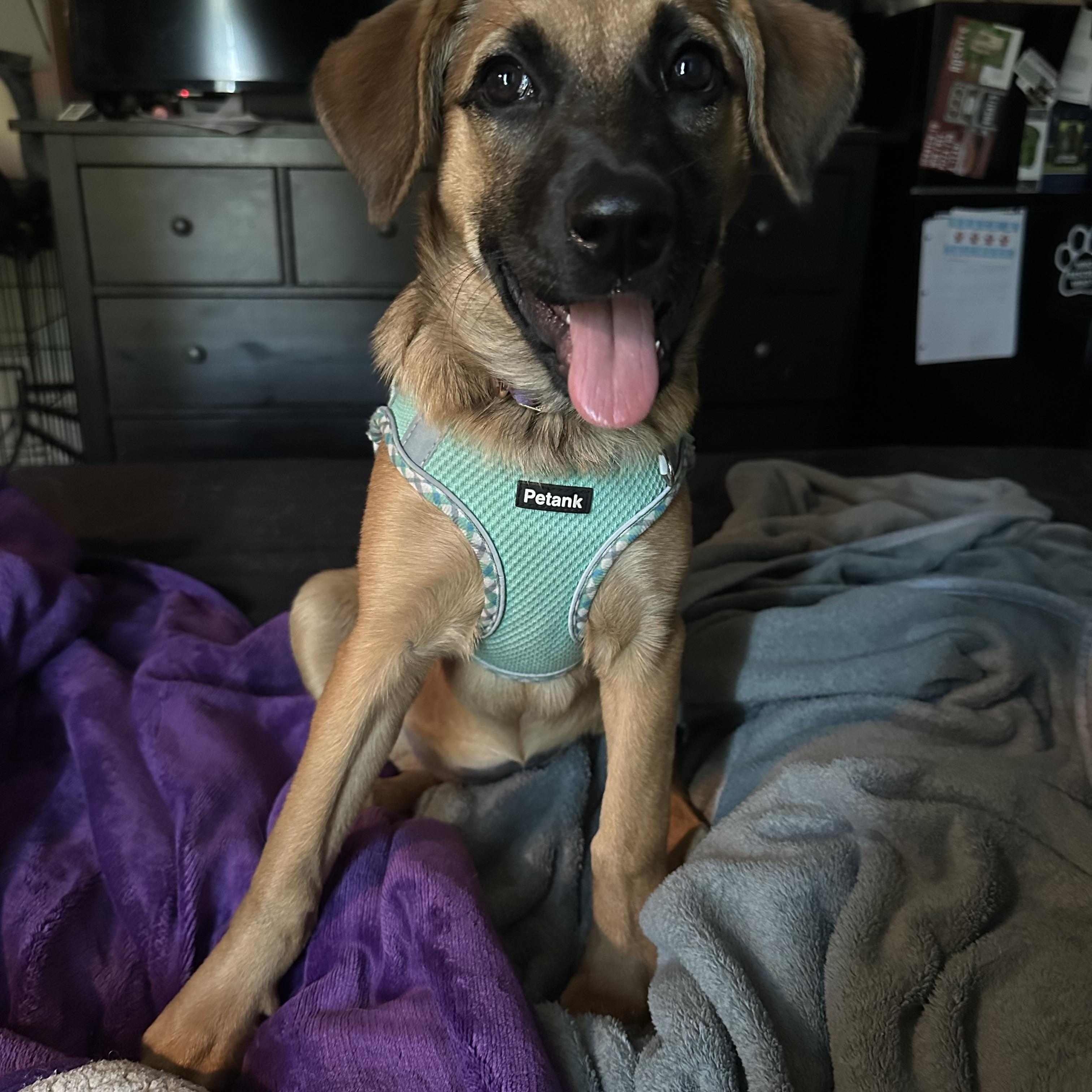 Macchiato, a Adoptable mixed breed in Naperville, IL image 4/6