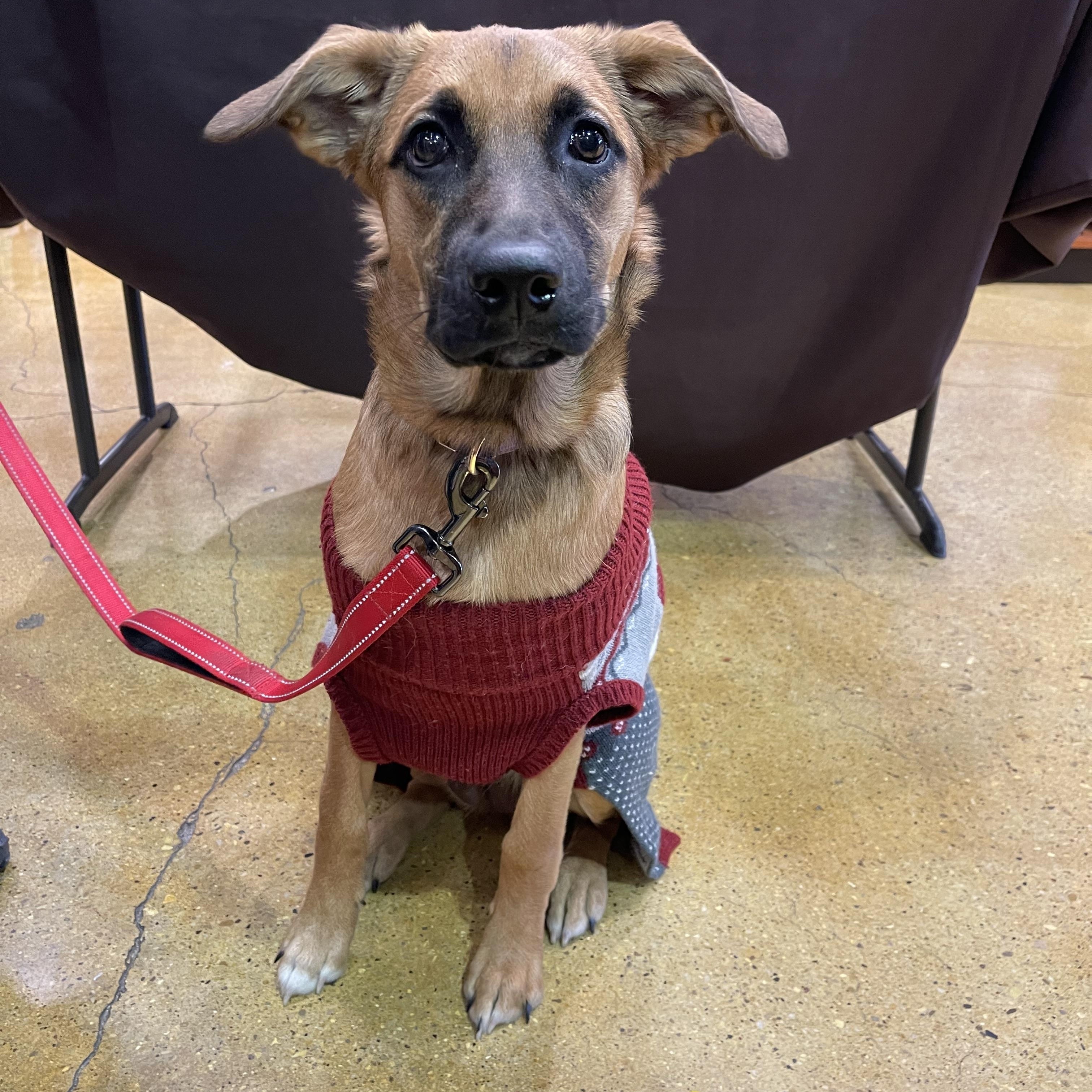 Macchiato, Adoptable, Young Female Belgian Shepherd / Malinois & Golden Retriever.