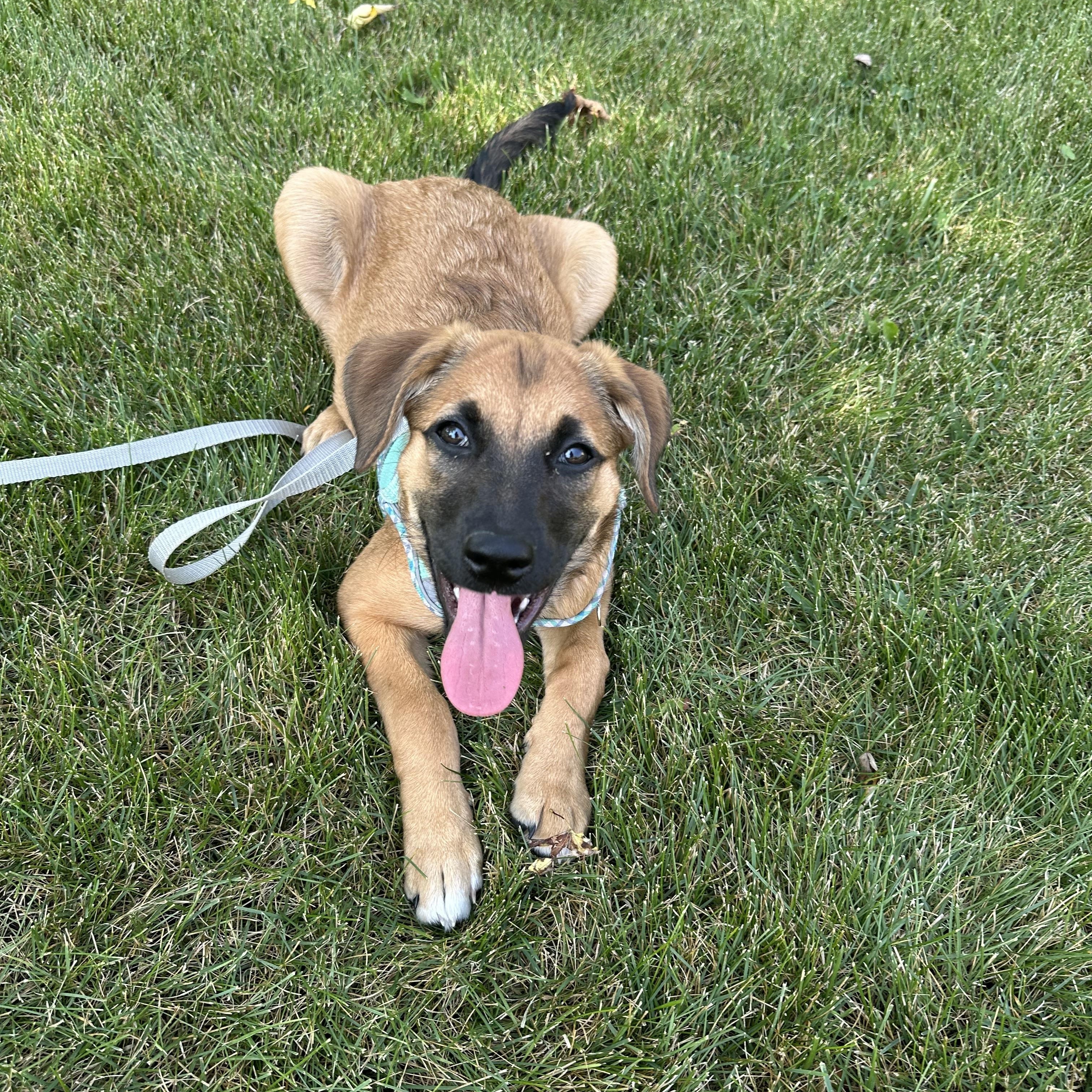 Macchiato, a Adoptable mixed breed in Naperville, IL image 5/6