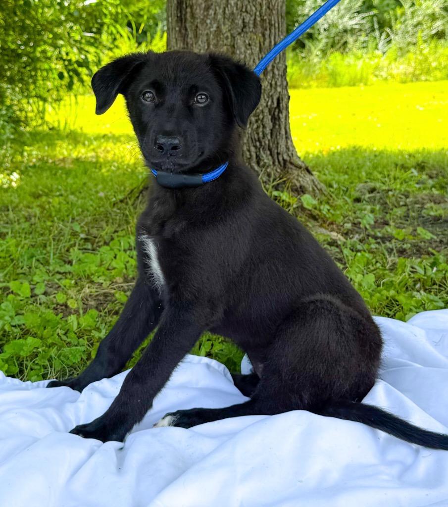 Mabel, Adoptable, Puppy Female Mixed Breed.