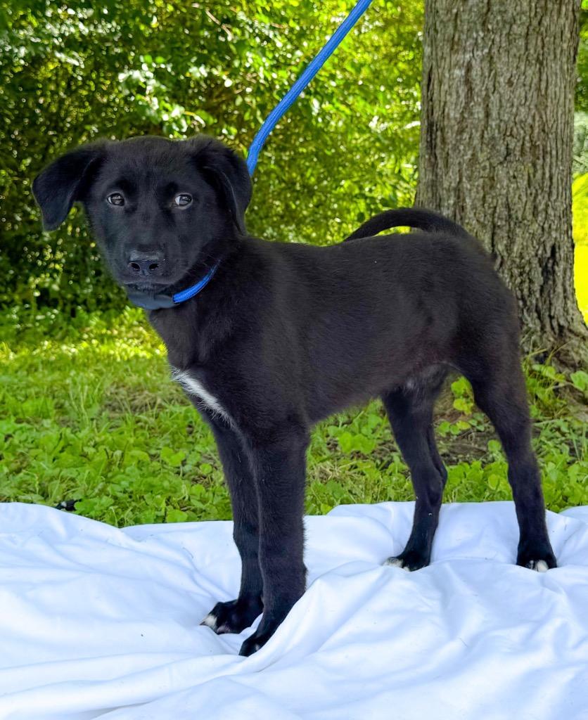 Enlarge Mabel, a Adoptable mixed breed in Murray, KY image 2/4