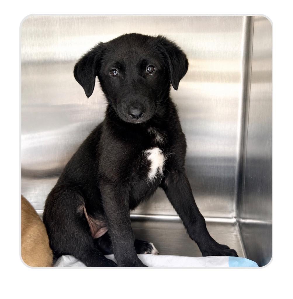Enlarge Mabel, a Adoptable mixed breed in Murray, KY image 3/4