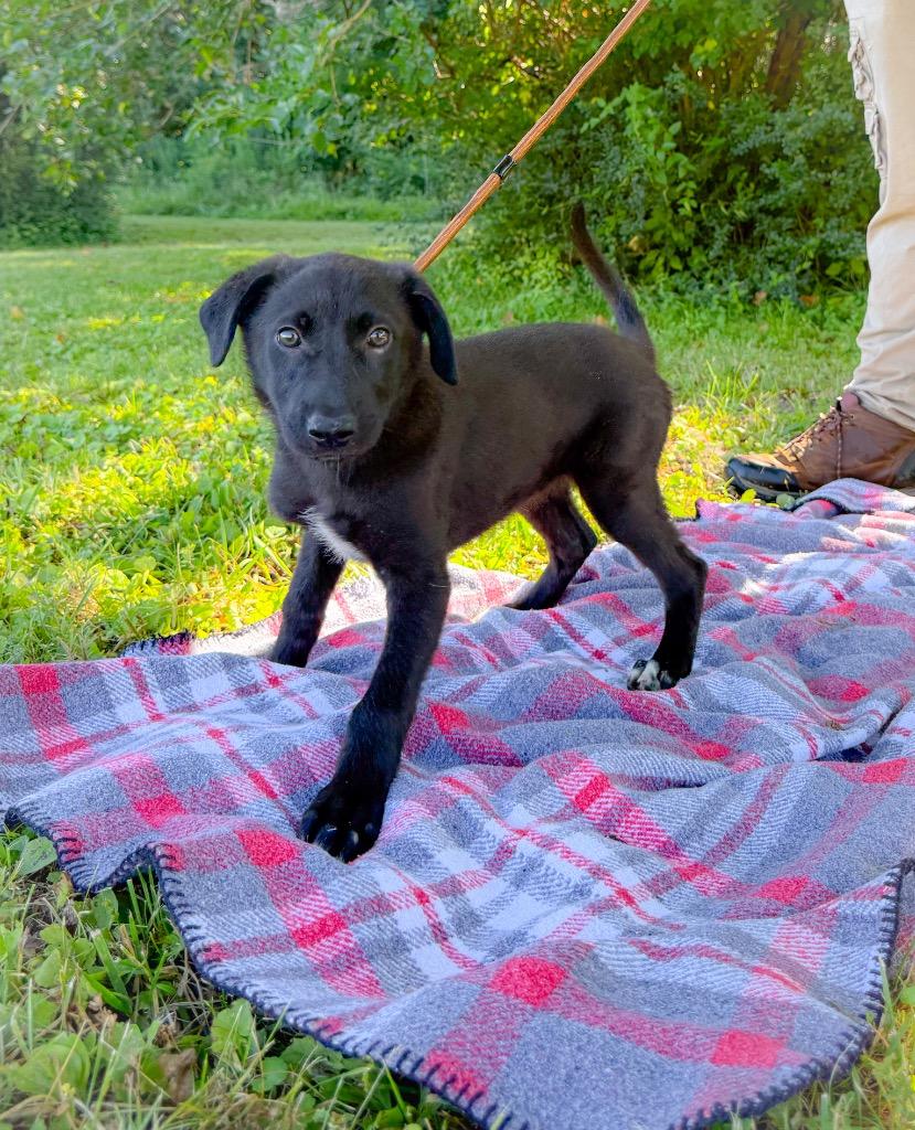 Enlarge Mabel, a Adoptable mixed breed in Murray, KY image 4/4