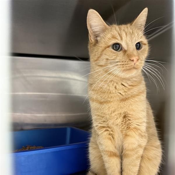 Mowgli, Adoptable, Young Female Domestic Medium Hair.