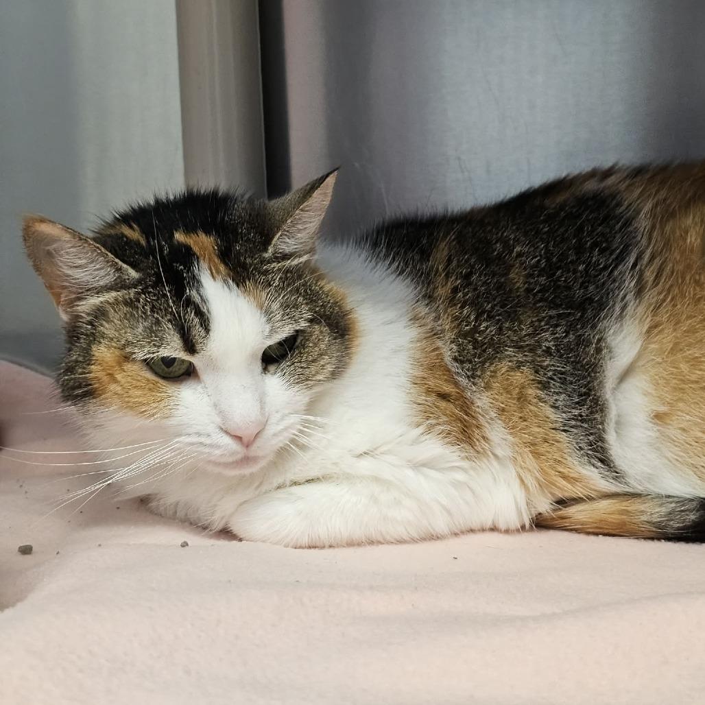 Big Patty, Adoptable, Adult Female Domestic Short Hair.