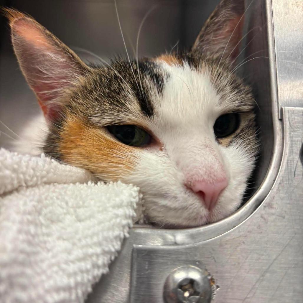 Enlarge Big Patty, a Adoptable Domestic Short Hair in Martinsville, VA image 2/2