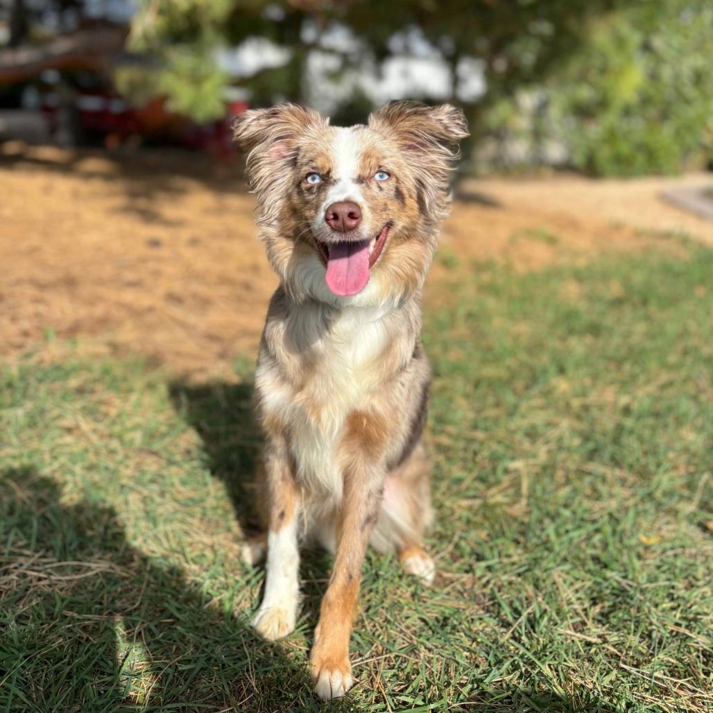 Kinzie, Adoptable, Young Female Australian Shepherd.