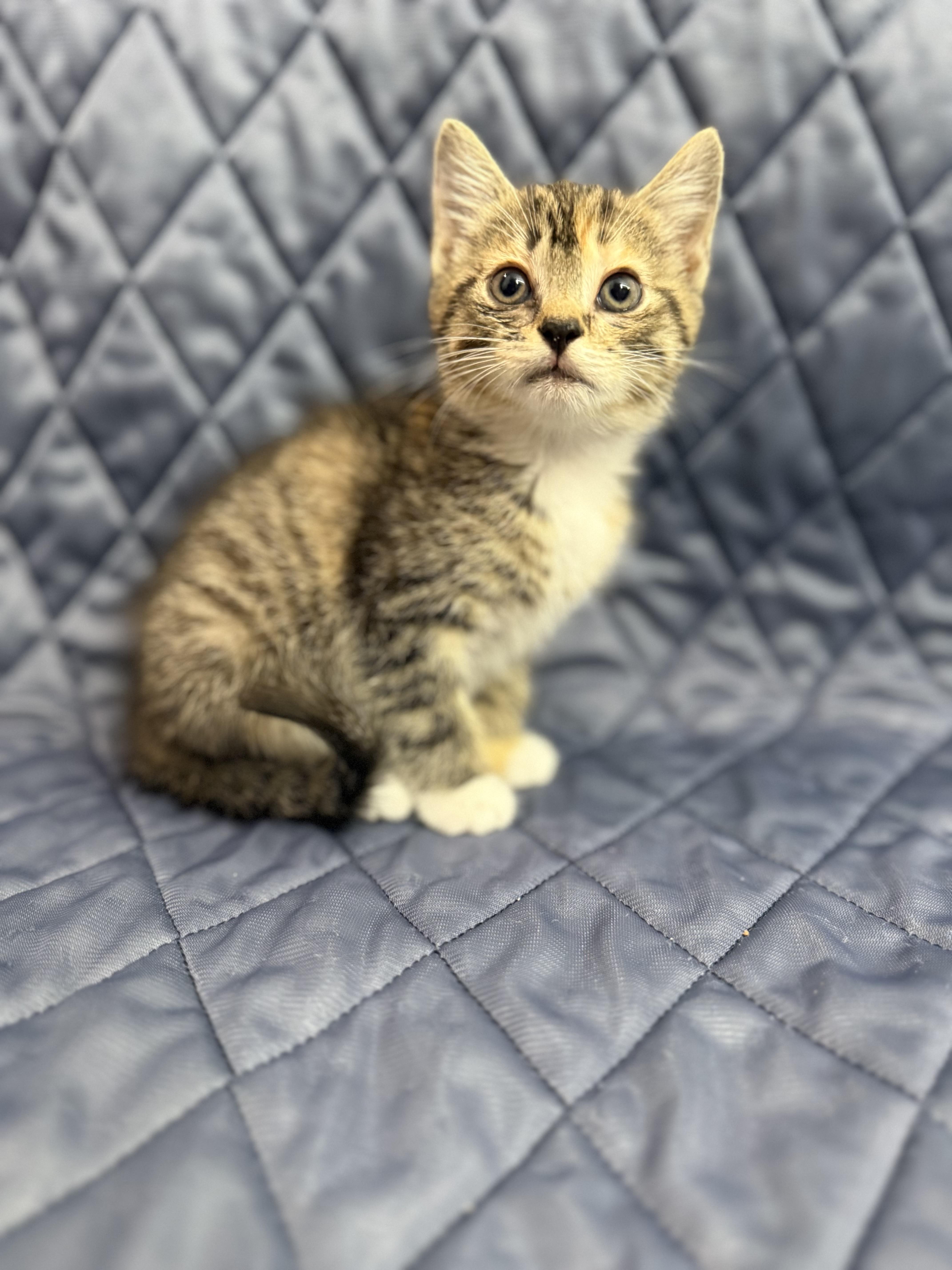 London, an adopted Domestic Medium Hair in Washington, DC image 2/4