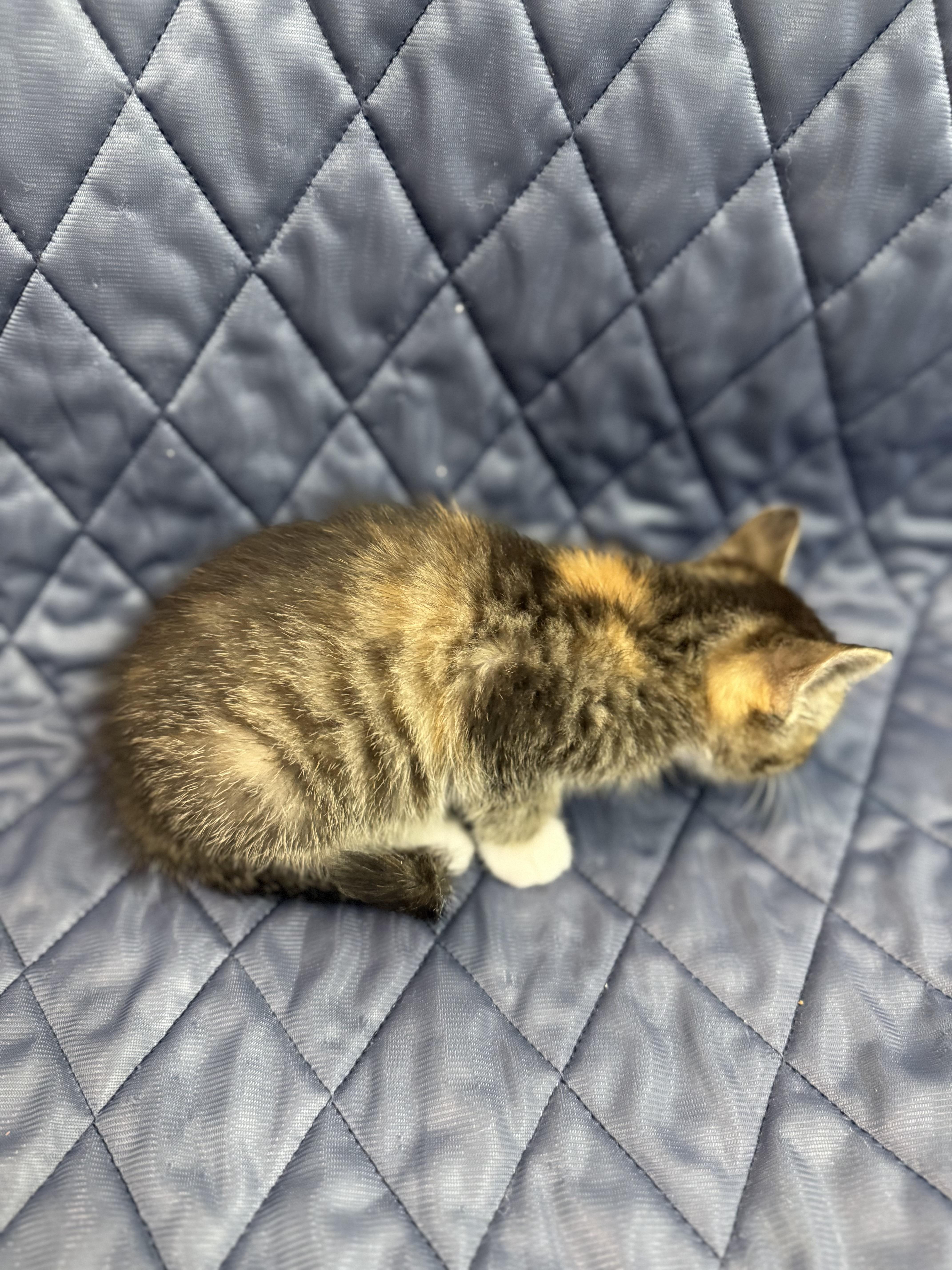 London, an adopted Domestic Medium Hair in Washington, DC image 3/4