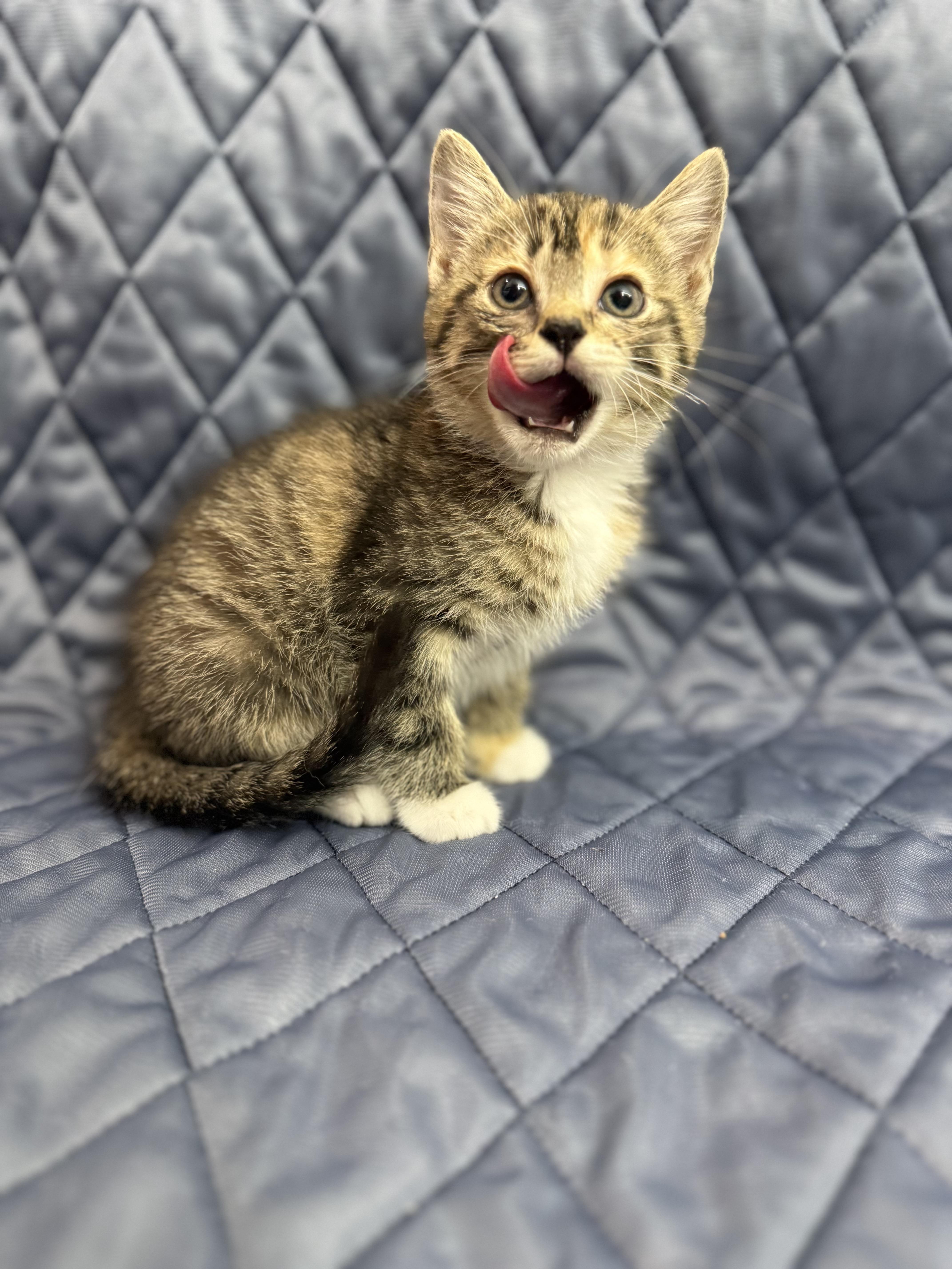 London, an adopted Domestic Medium Hair in Washington, DC image 1/4