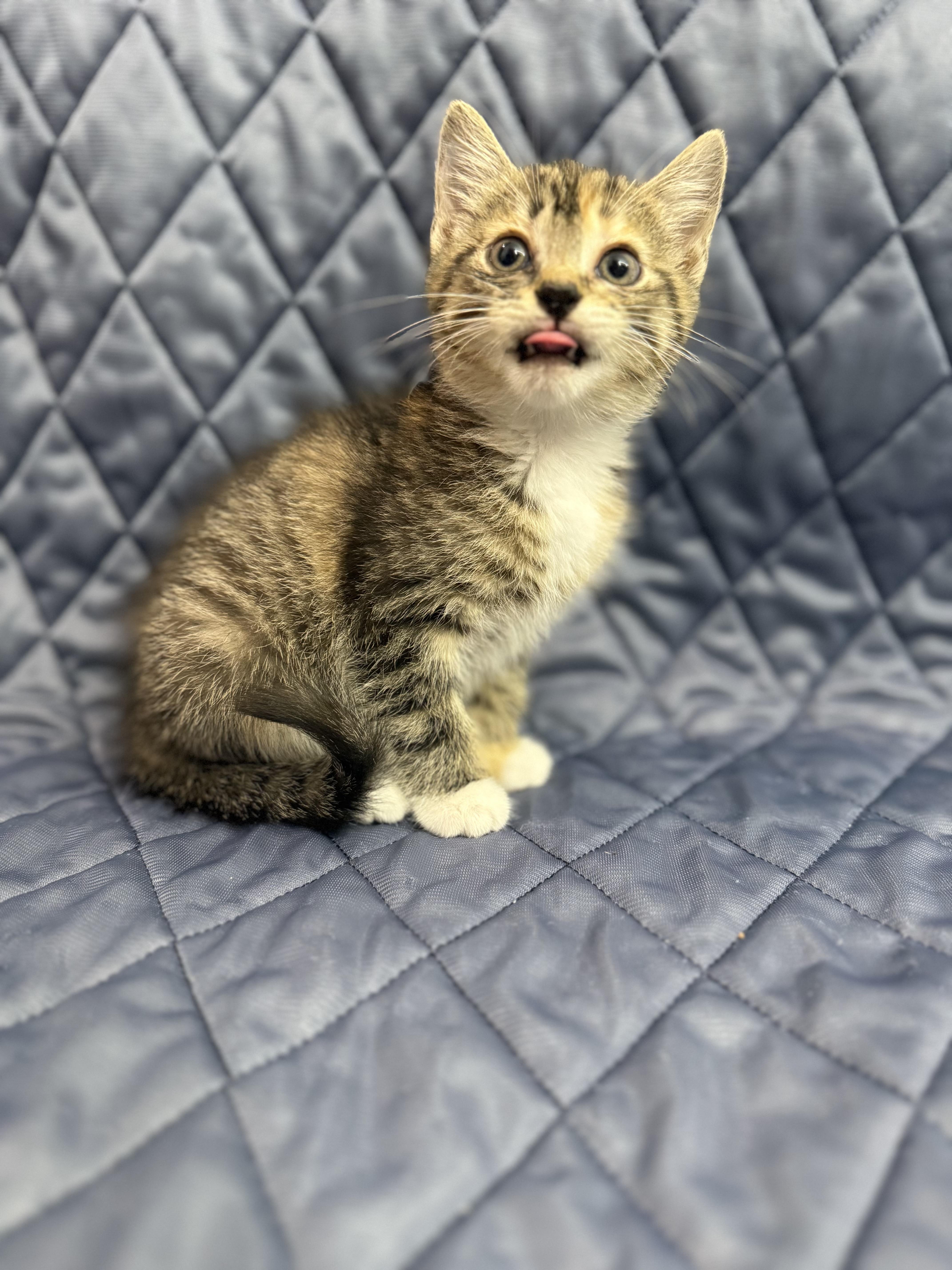 London, an adopted Domestic Medium Hair in Washington, DC image 4/4