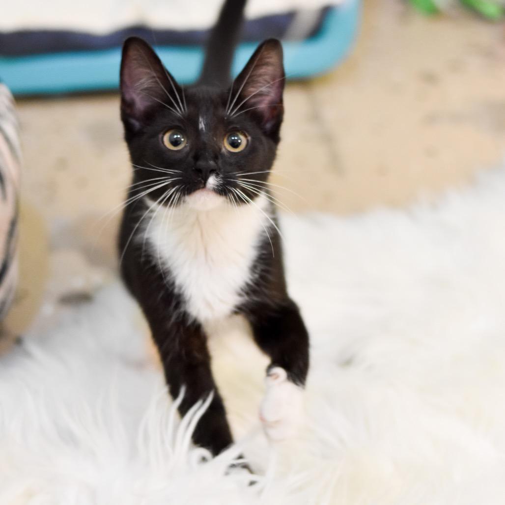 Enlarge Cricket, a Adoptable Domestic Short Hair in Kailua Kona, HI image 1/3
