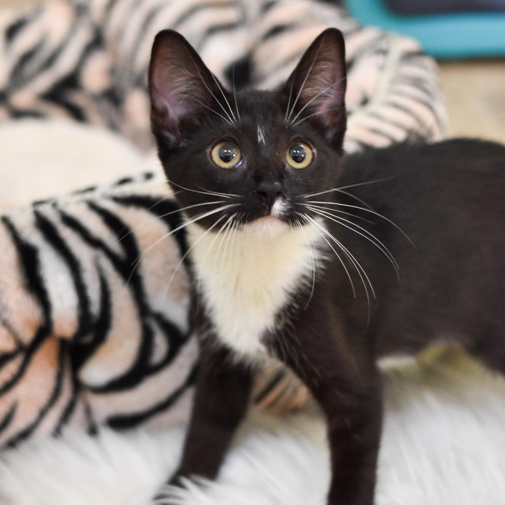 Enlarge Cricket, a Adoptable Domestic Short Hair in Kailua Kona, HI image 2/3