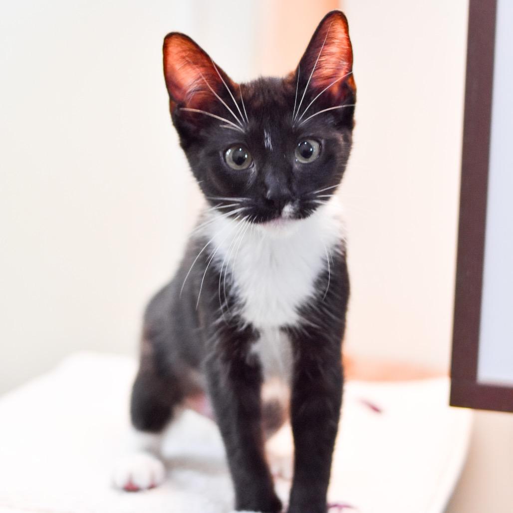 Enlarge Cricket, a Adoptable Domestic Short Hair in Kailua Kona, HI image 3/3