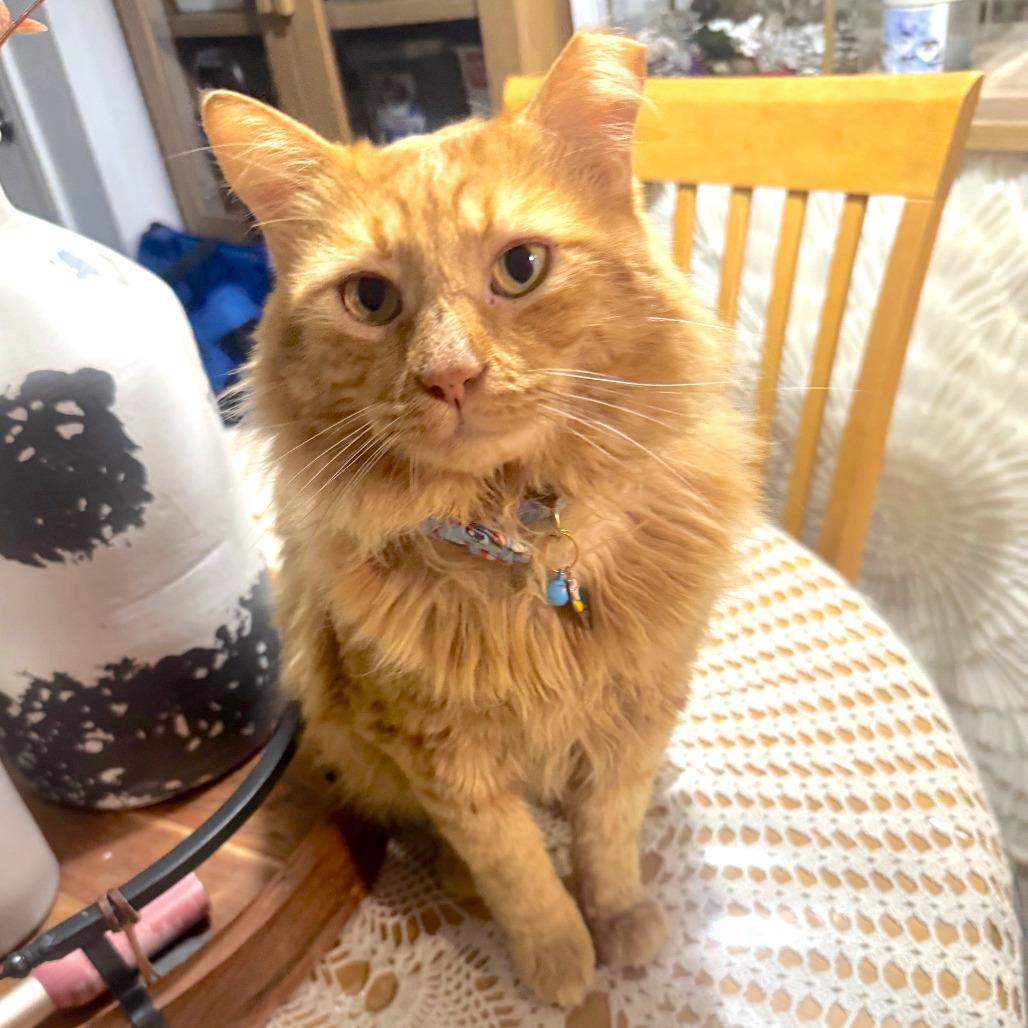 Enlarge Apollo, a Adoptable Domestic Long Hair in Houston, TX image 1/6