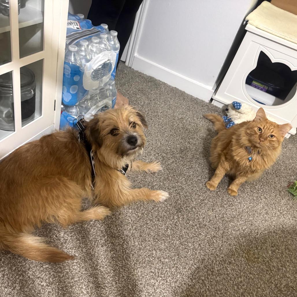 Enlarge Apollo, a Adoptable Domestic Long Hair in Houston, TX image 2/6