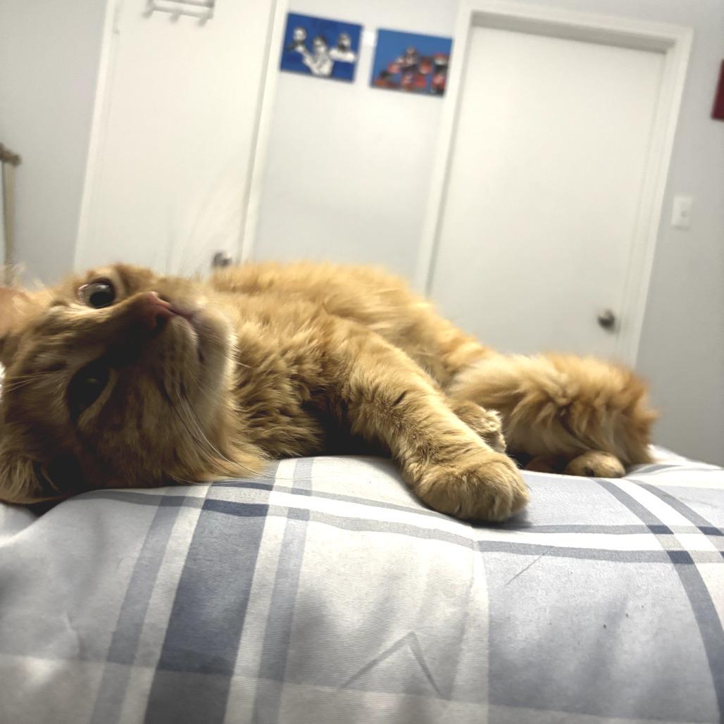 Enlarge Apollo, a Adoptable Domestic Long Hair in Houston, TX image 3/6