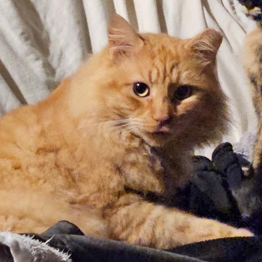 Enlarge Apollo, a Adoptable Domestic Long Hair in Houston, TX image 4/6