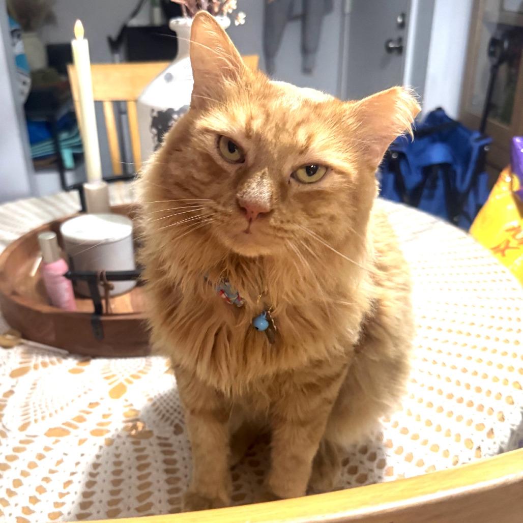 Enlarge Apollo, a Adoptable Domestic Long Hair in Houston, TX image 5/6