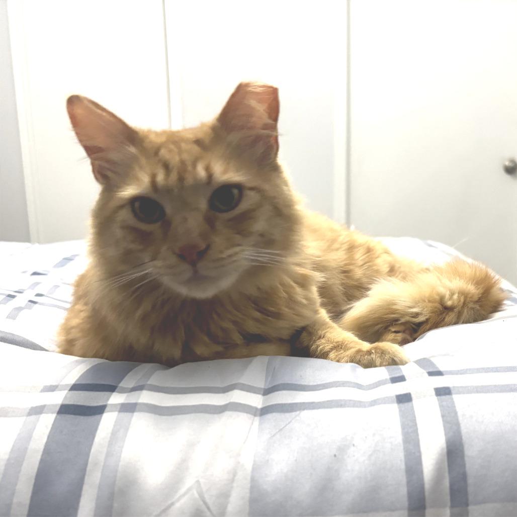 Enlarge Apollo, a Adoptable Domestic Long Hair in Houston, TX image 6/6