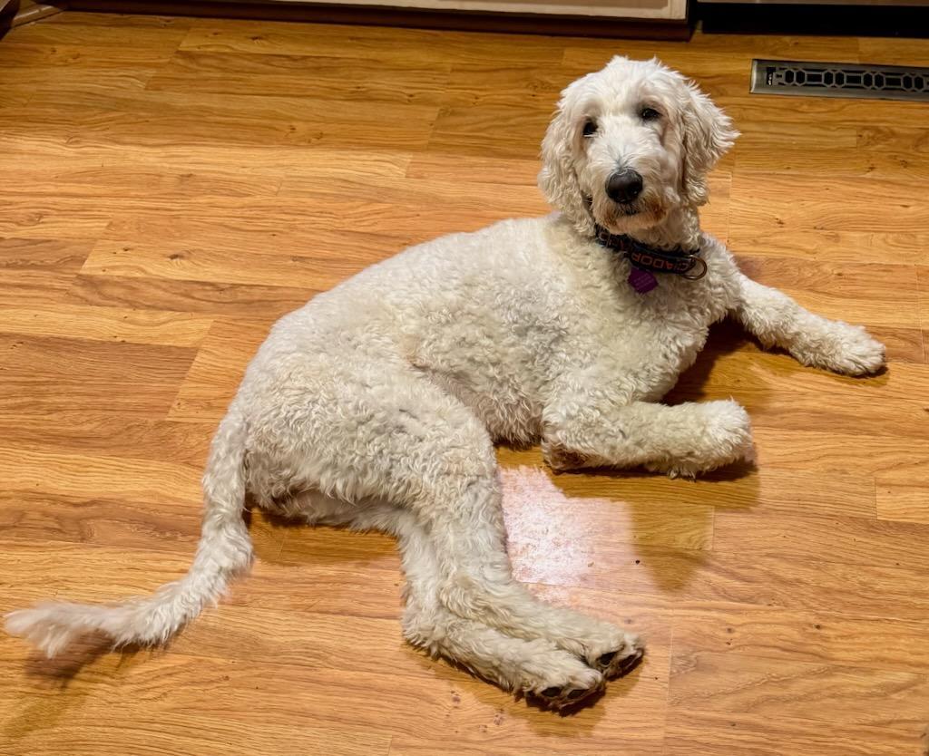 Enlarge Marina ( I need a foster), a Adoptable mixed breed in Ellicott City, MD image 2/4