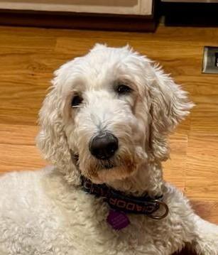 Enlarge Marina ( I need a foster), a Adoptable mixed breed in Ellicott City, MD image 1/4