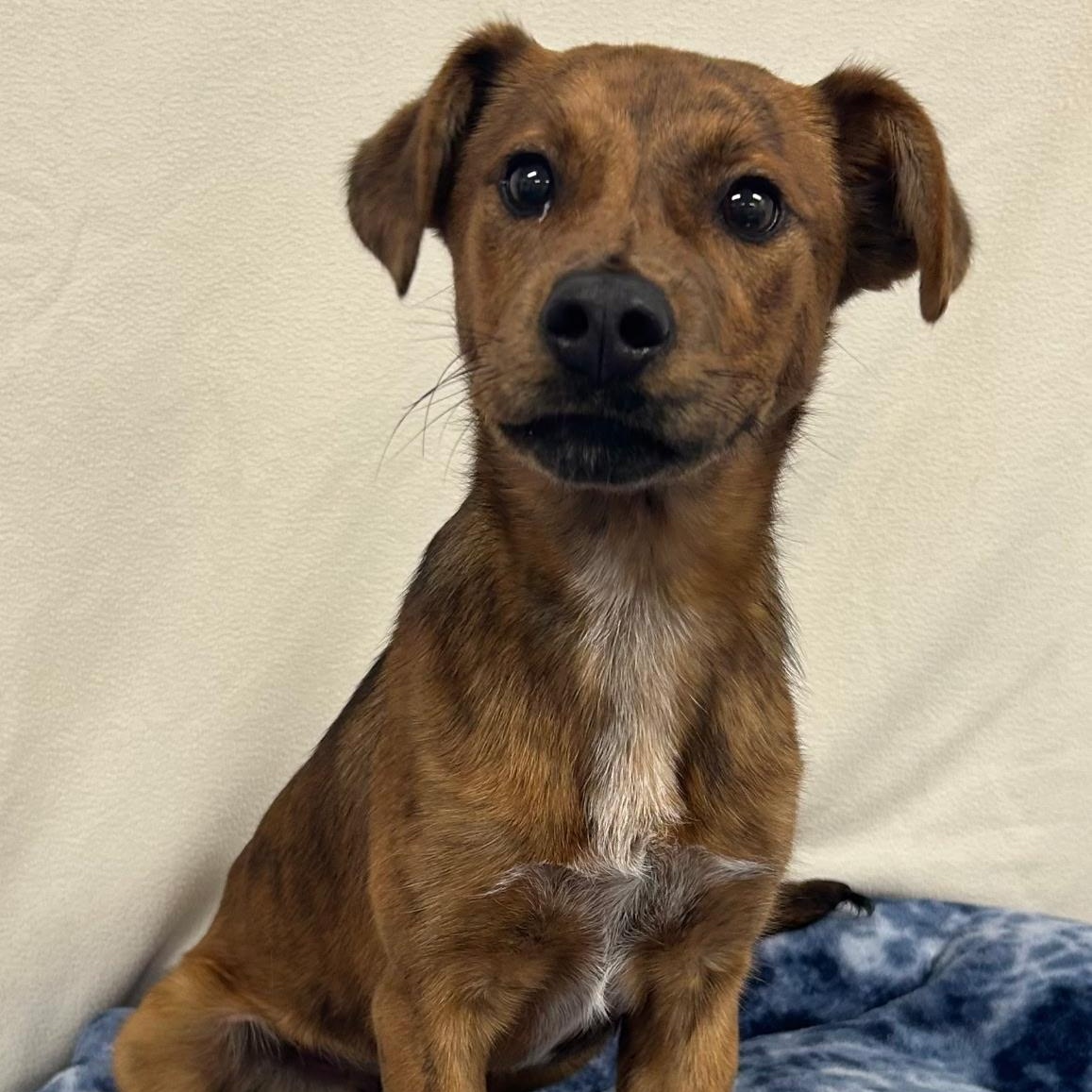 Journee, adopted, Puppy Female Border Terrier.
