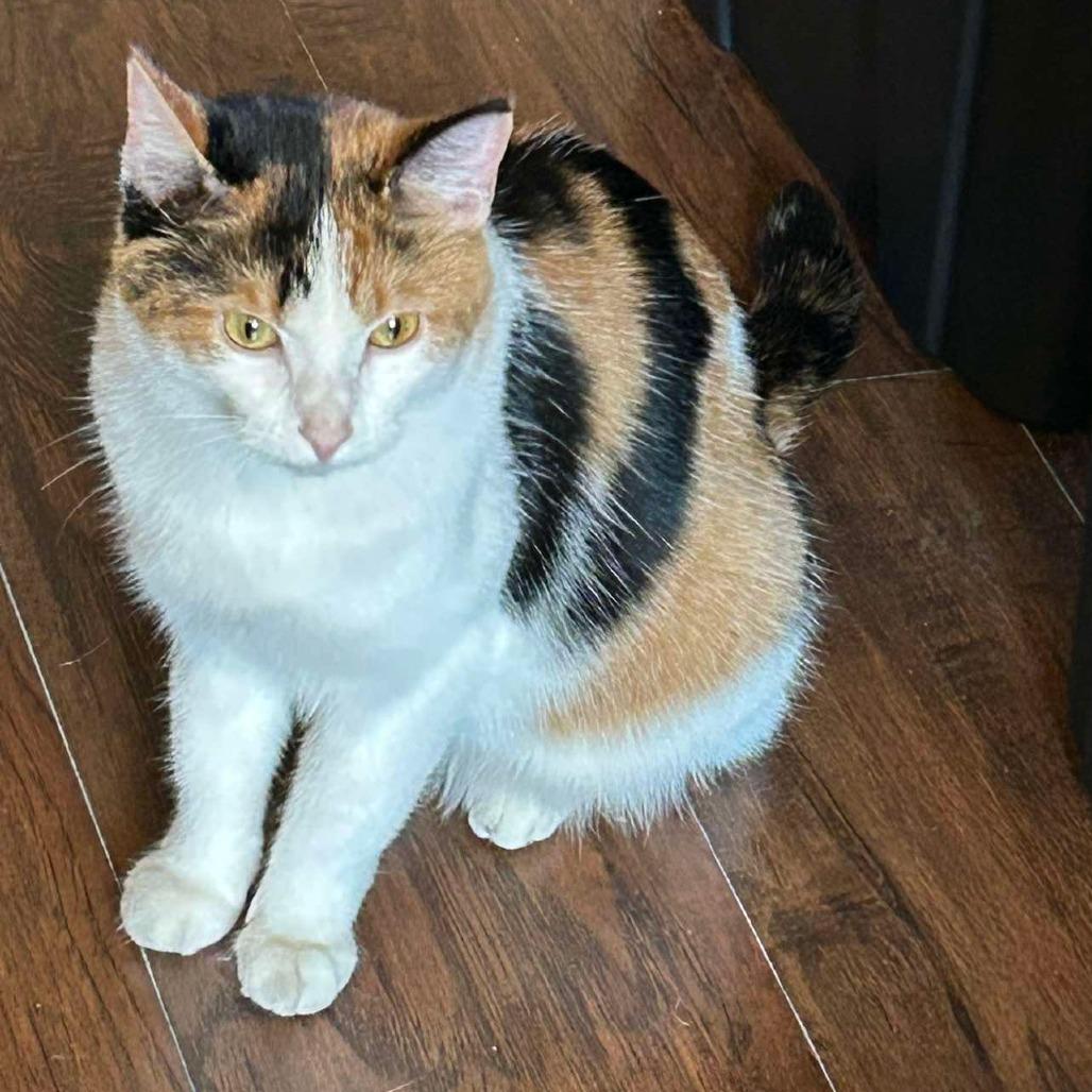 Martha, Adoptable, Young Female American Shorthair.