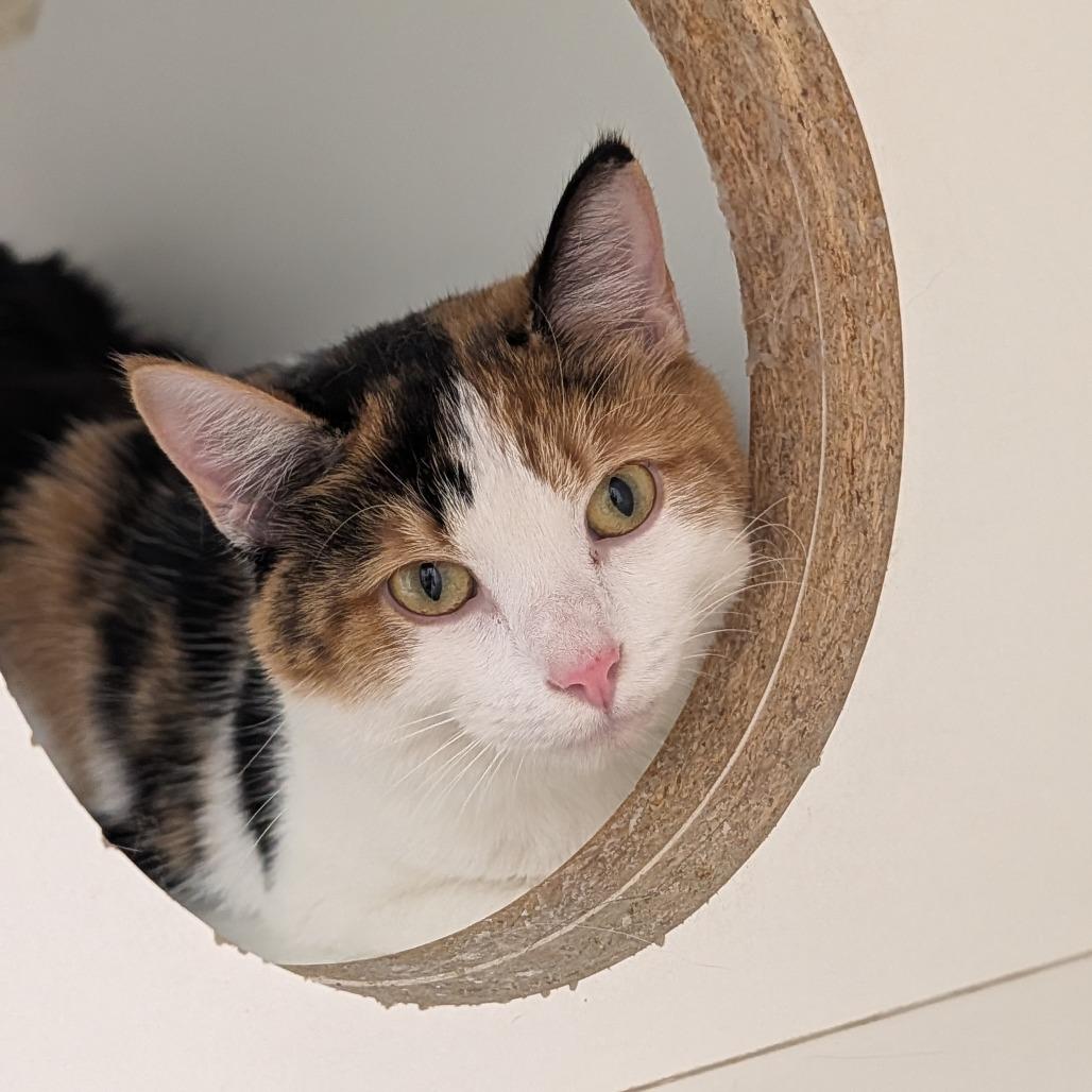 Enlarge Martha, a Adoptable American Shorthair in Jasper, IN image 2/2