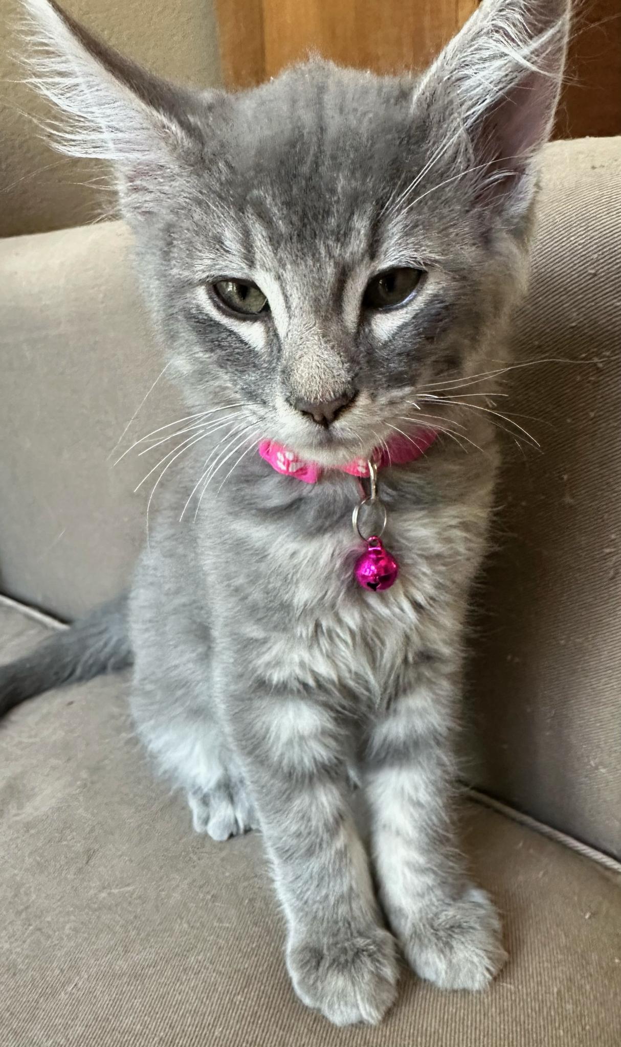 Palmier INDOOR ONLY, Adopted, Kitten Male Domestic Medium Hair.