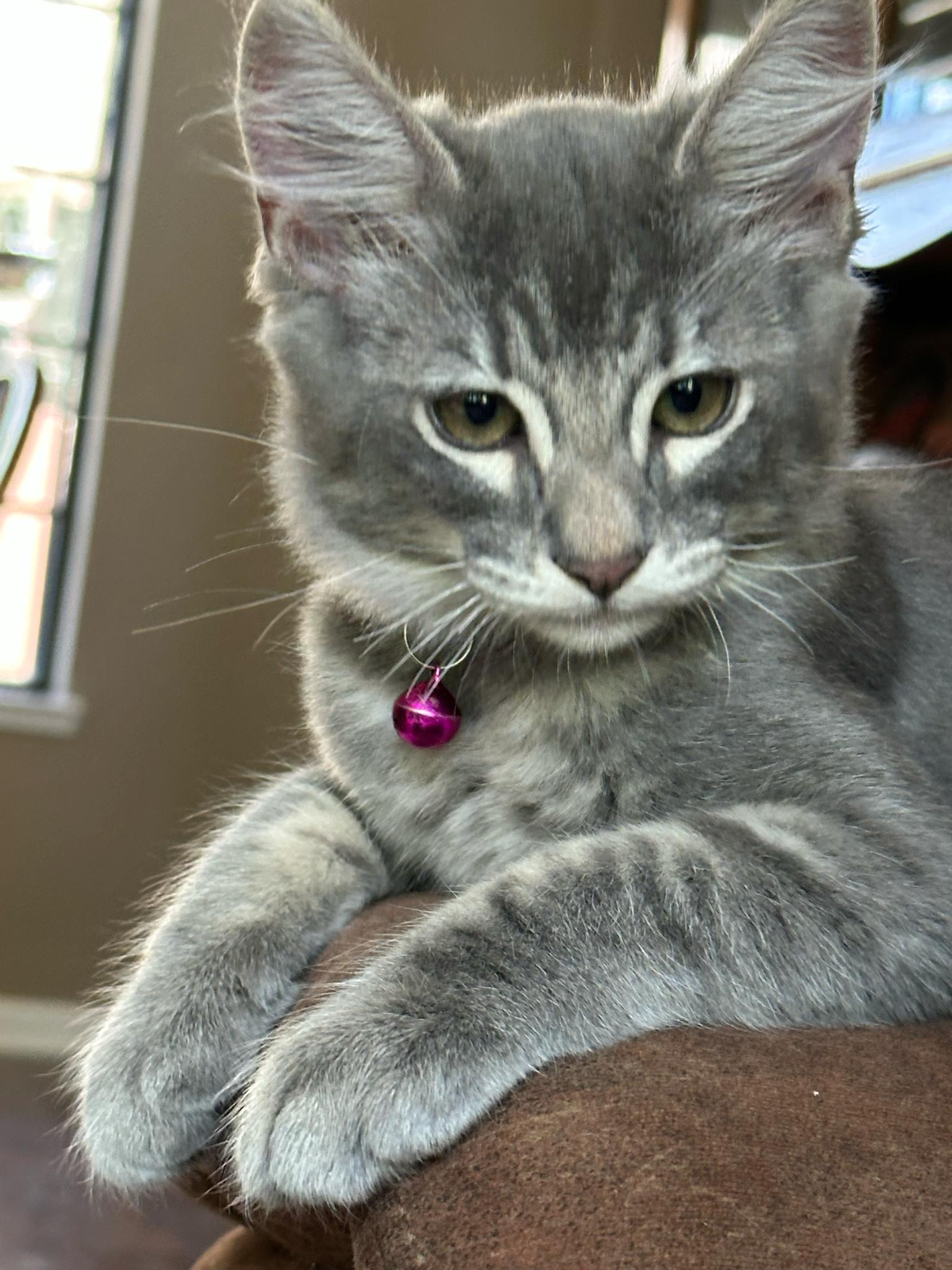 Enlarge Palmier INDOOR ONLY, a Adopted mixed breed in Stockton, CA image 4/5