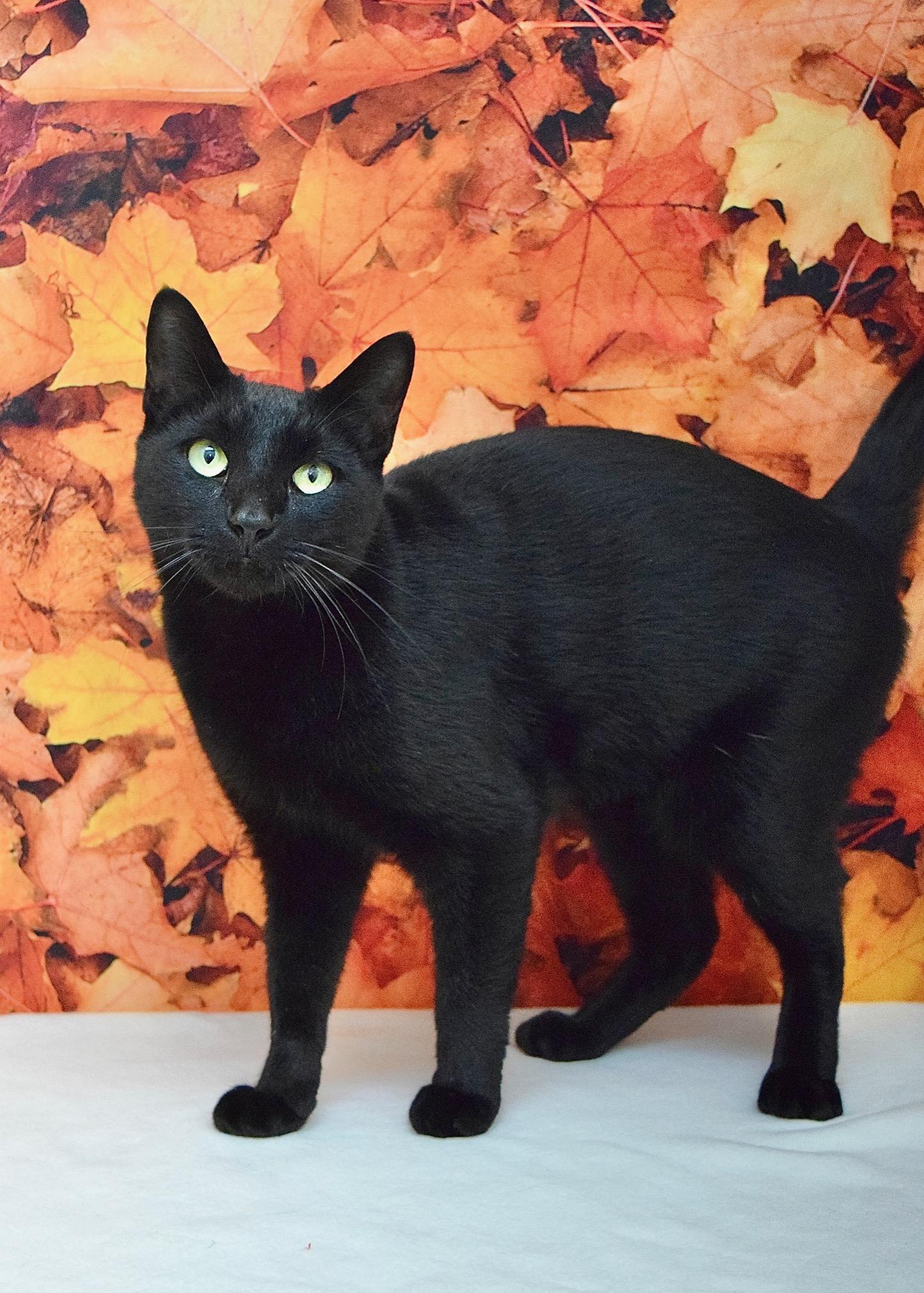 Anakin, Adoptable, Adult Male Domestic Short Hair.