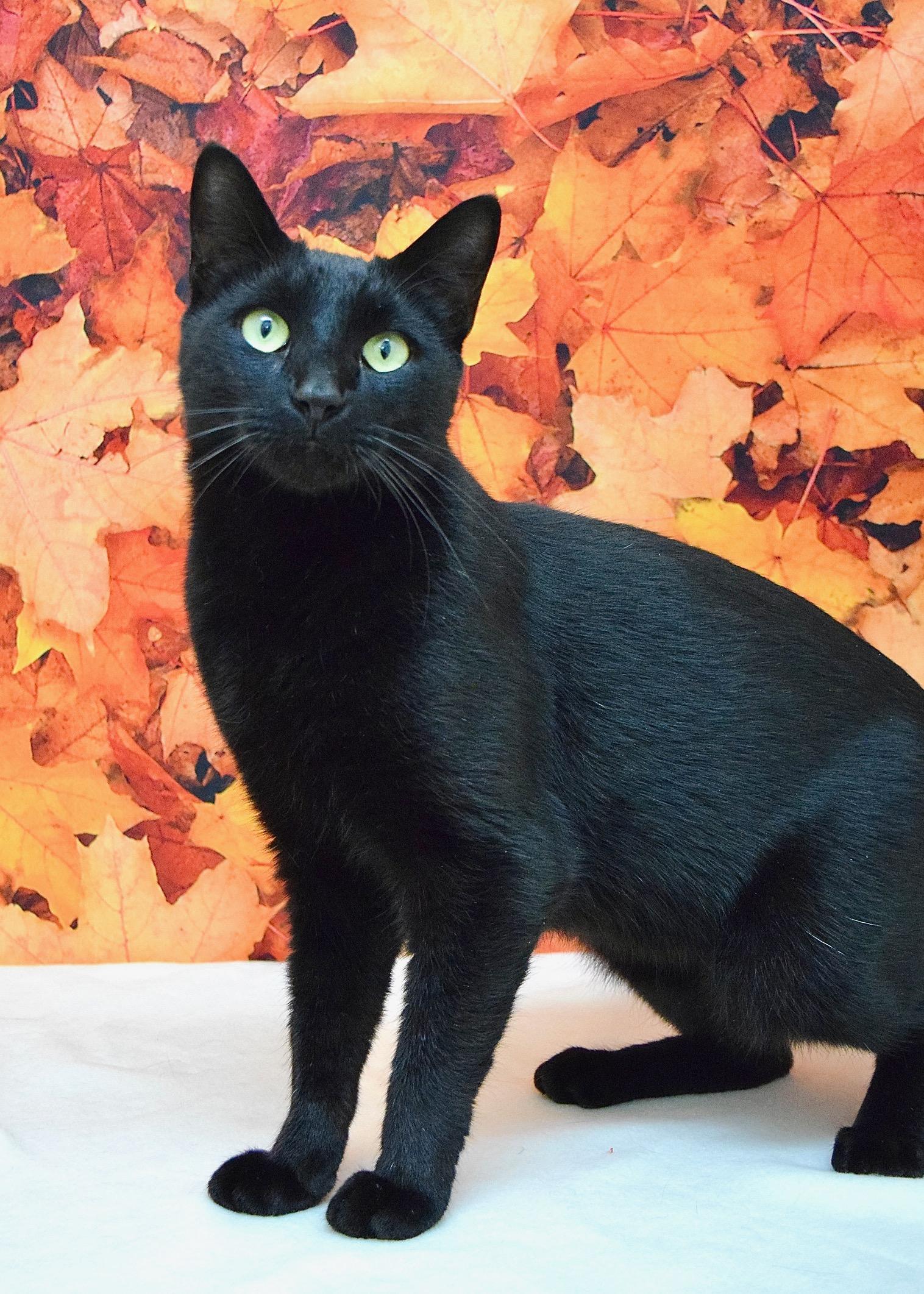 Enlarge Anakin, a Adoptable Domestic Short Hair in Dublin, CA image 2/2