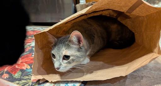 Dusty Rose, a ADOPTABLE Domestic Medium Hair in Homewood, IL image 3/3
