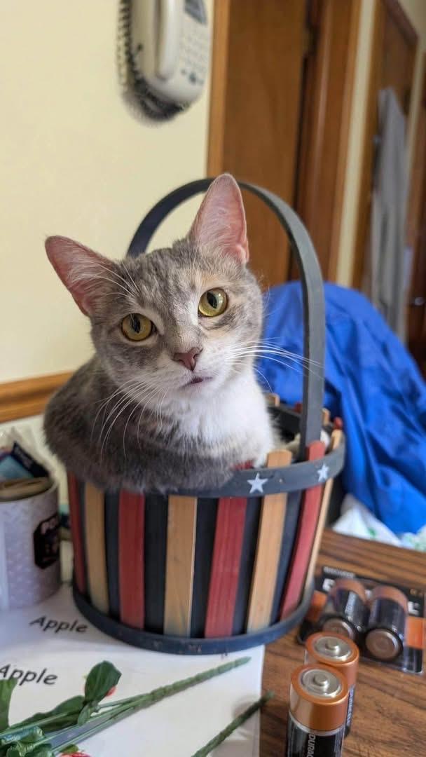 Dusty Rose, ADOPTABLE, Adult Female Domestic Medium Hair.