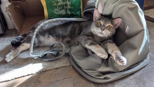 Dusty Rose, ADOPTABLE, Adult Female Domestic Medium Hair.