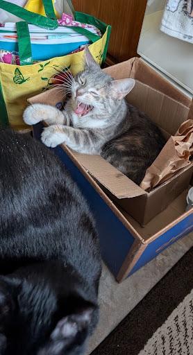Dusty Rose, a ADOPTABLE Domestic Medium Hair in Homewood, IL image 2/3