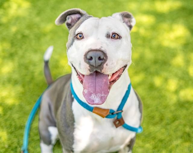 COOL WHIP, Adoptable, Adult Female Pit Bull Terrier.