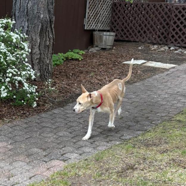Kyler, Adoptable, Adult Male Pit Bull Terrier & Mixed Breed.