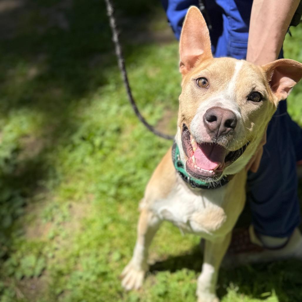 Enlarge Kyler, a Adoptable mixed breed in Incline Village, NV image 2/6