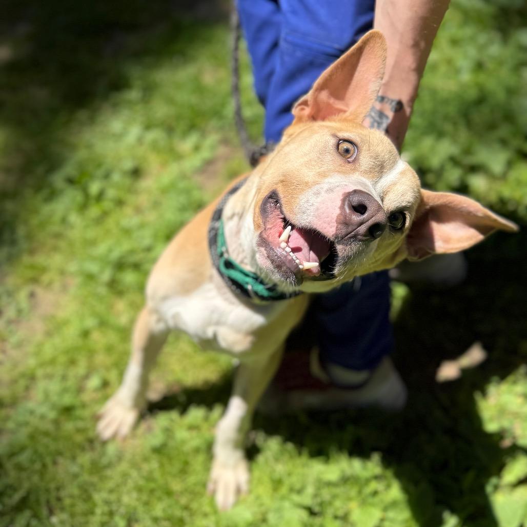 Enlarge Kyler, a Adoptable mixed breed in Incline Village, NV image 5/6