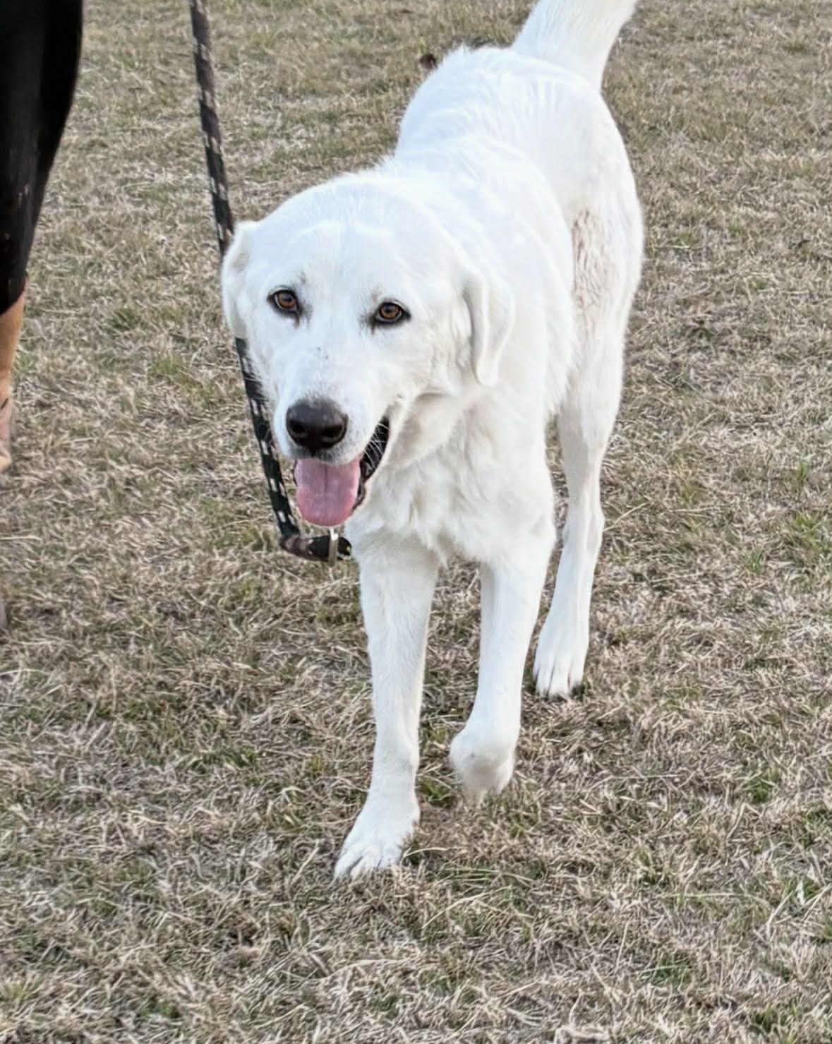 Rex, an adopted mixed breed in Declo, ID image 2/5
