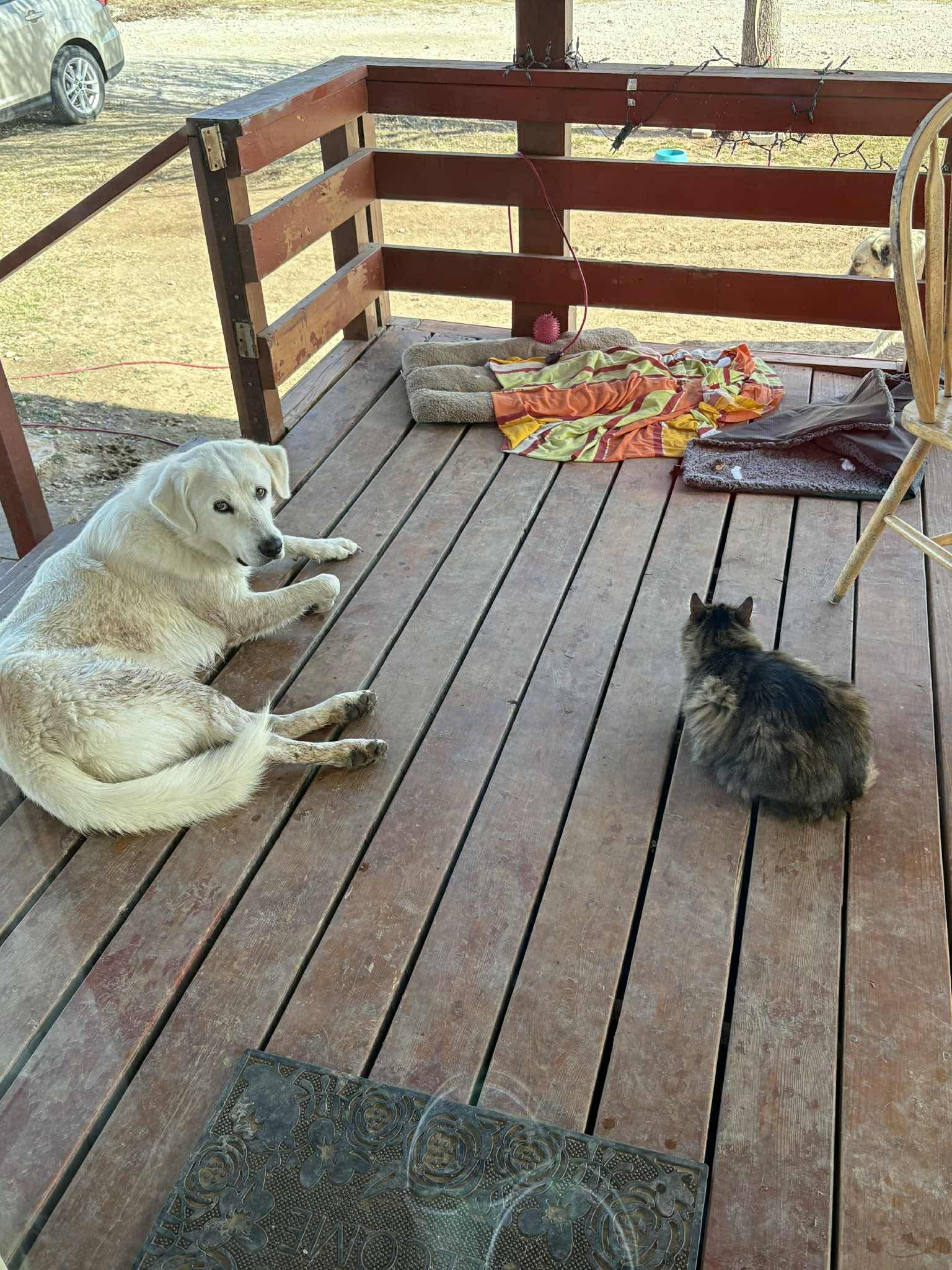 Rex, an adopted mixed breed in Declo, ID image 4/5