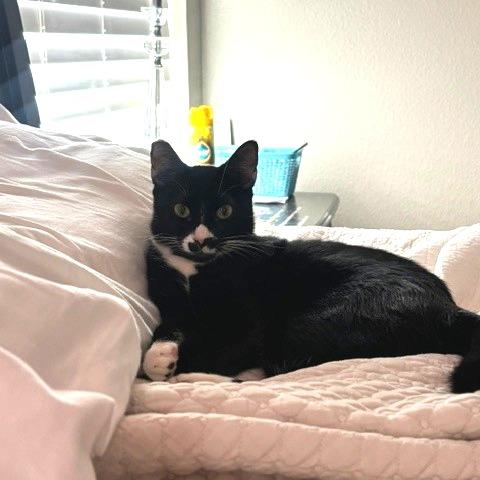 Enlarge Parmesan, a Adoptable Domestic Short Hair in Las Vegas, NV image 1/1