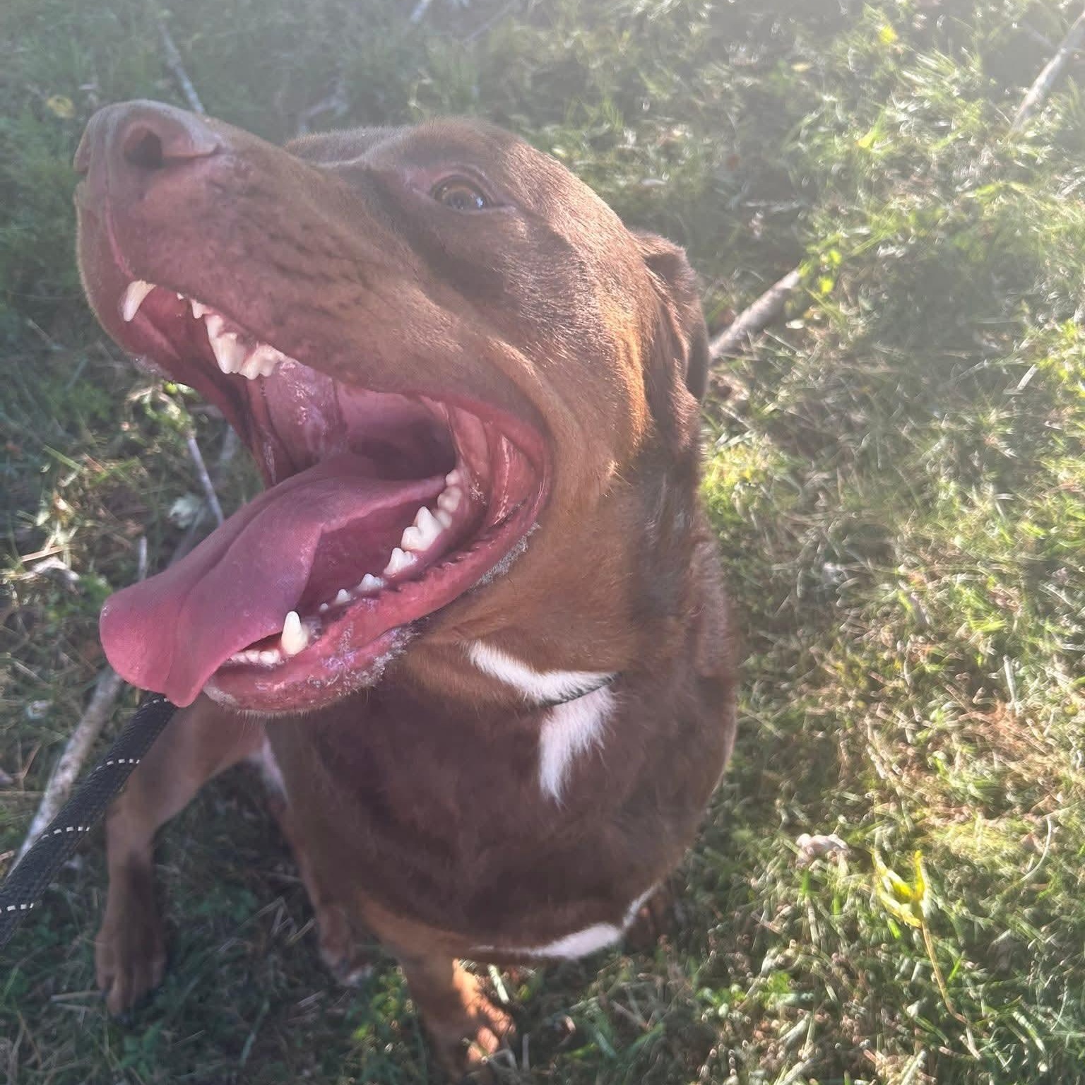 Kronk, a Adoptable mixed breed in Spring hill, TN image 4/6