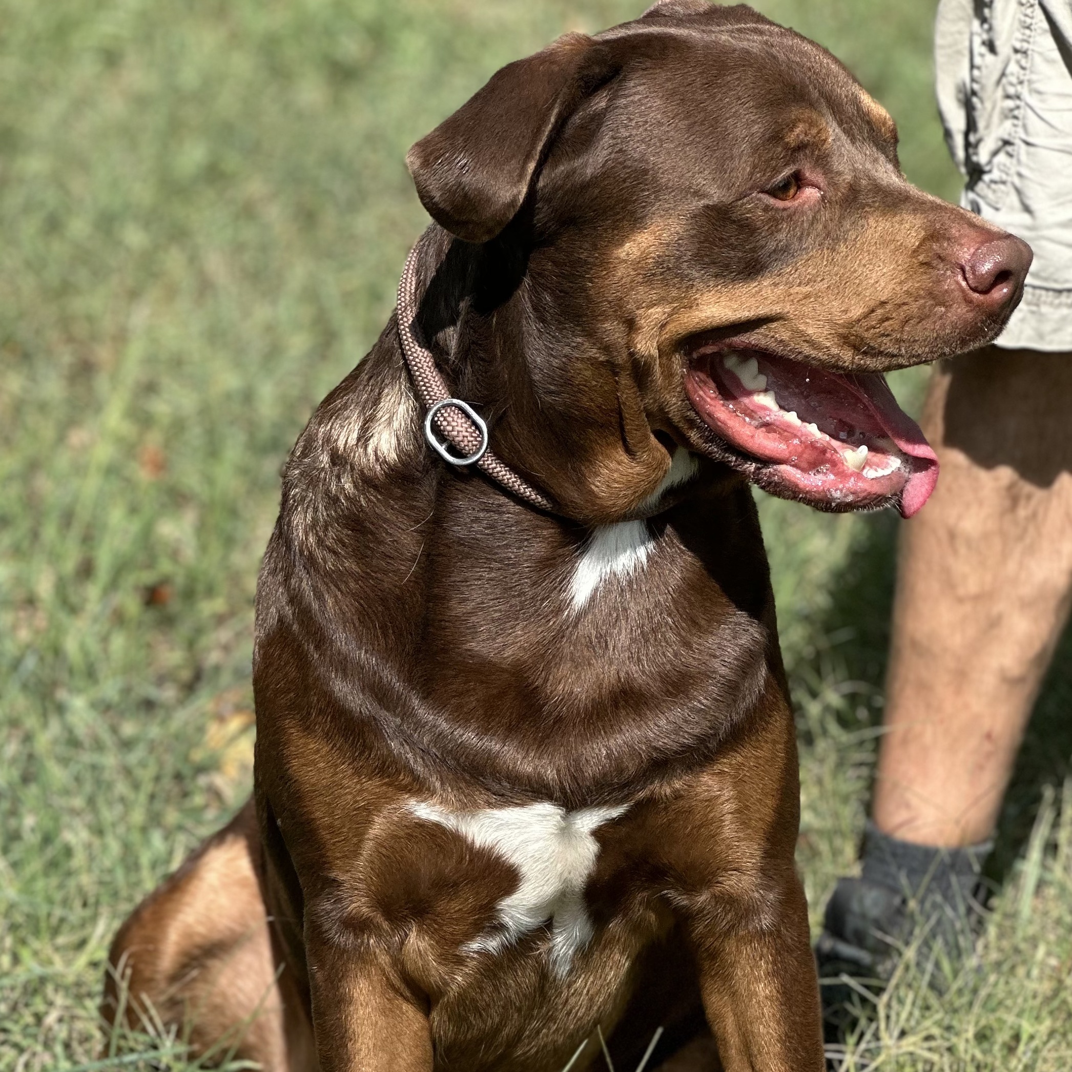 Kronk, a Adoptable mixed breed in Spring hill, TN image 3/6