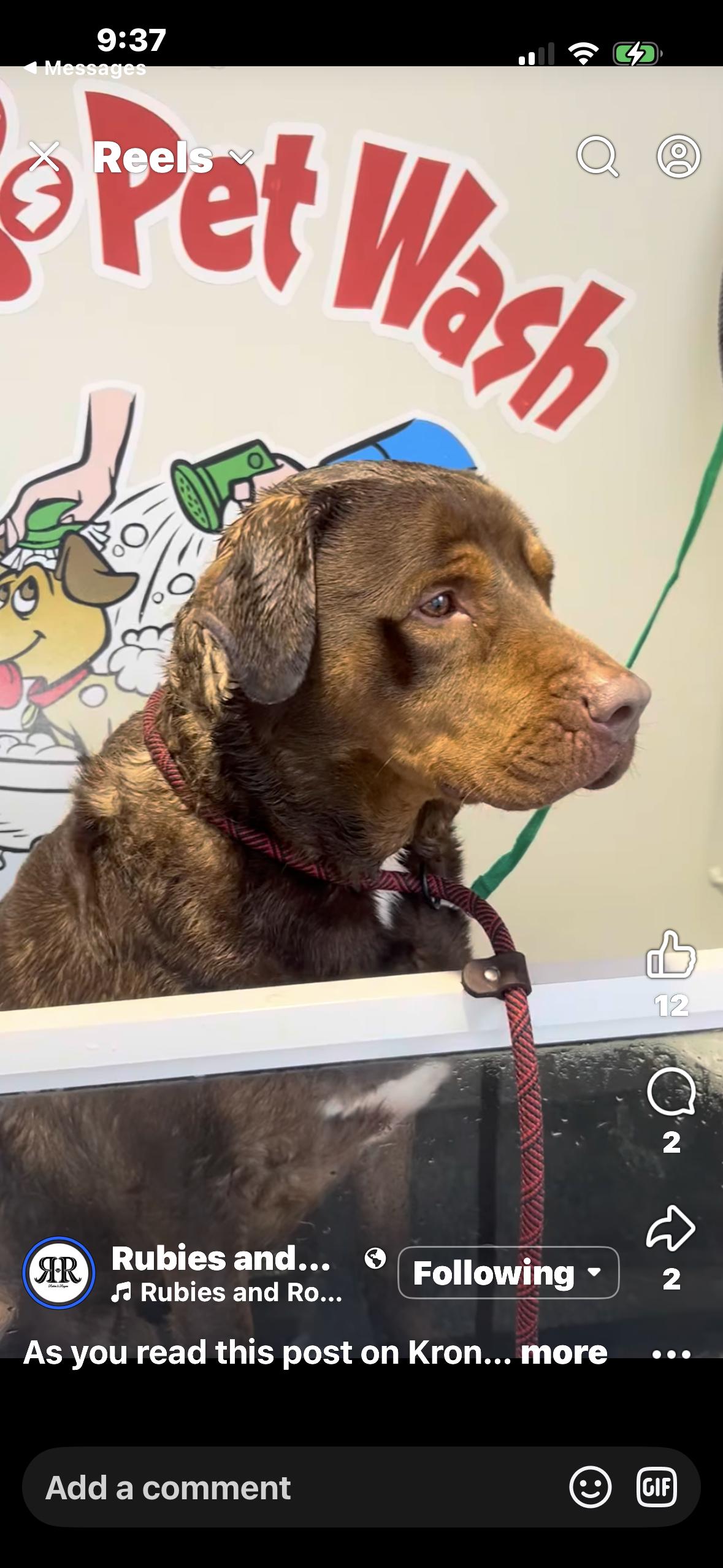 Kronk, Adoptable, Adult Male Chocolate Labrador Retriever & Doberman Pinscher.