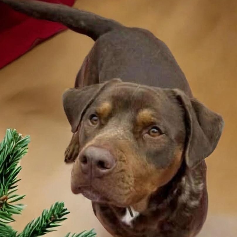 Kronk, Adoptable, Adult Male Chocolate Labrador Retriever & Doberman Pinscher.