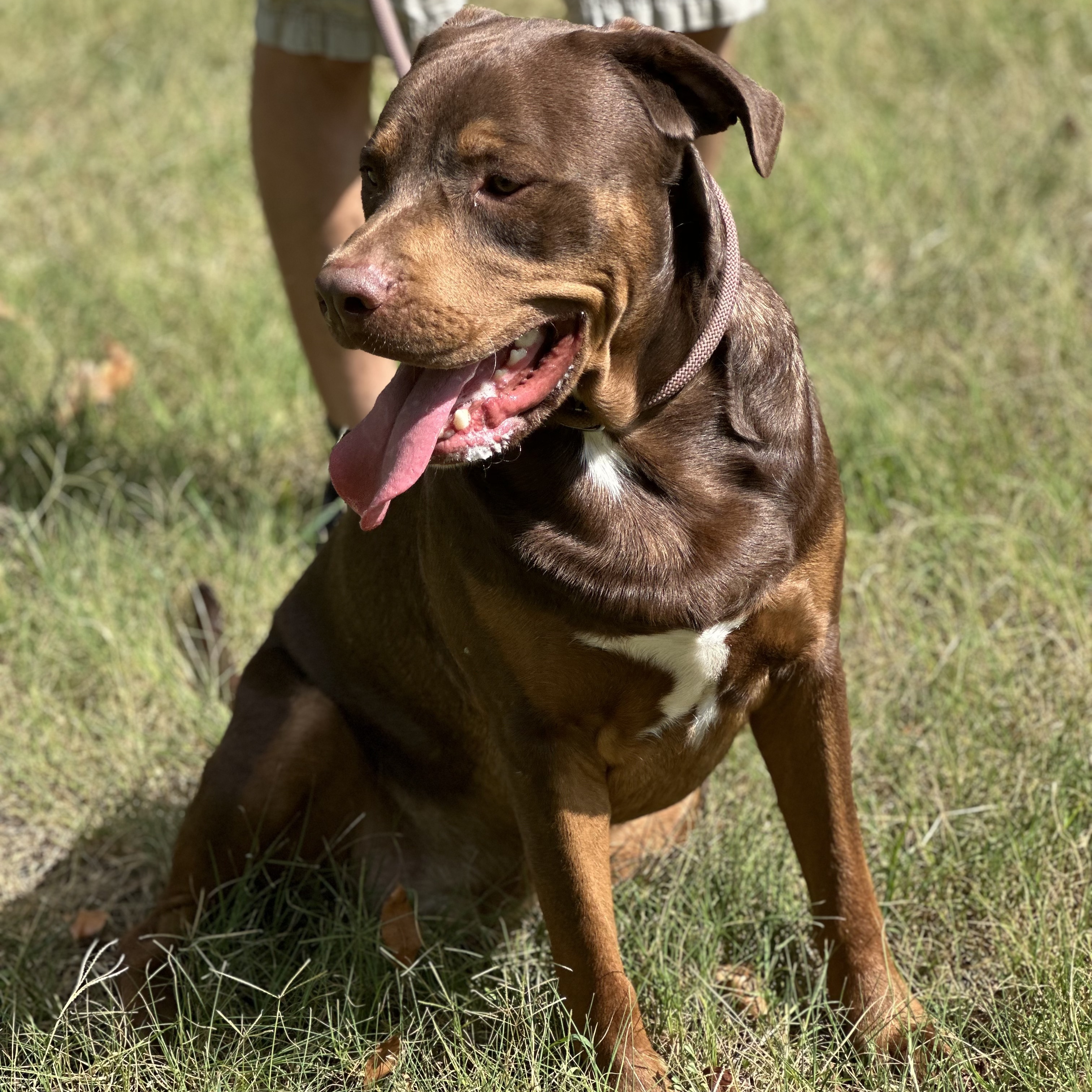 Kronk, a Adoptable mixed breed in Spring hill, TN image 5/6